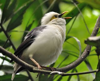 Jalak Putih (Black-winged Starling Sturnus melanopterus) 3